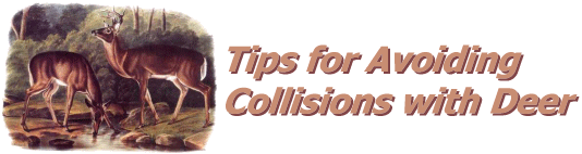Tips for Avoiding Collisions with Deer
